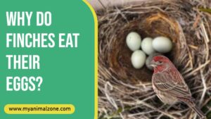 Why Do Finches Eat Their Eggs
