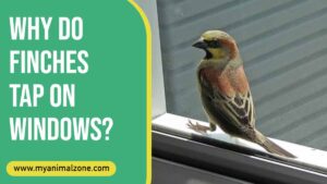 Why Do Finches Tap On Windows