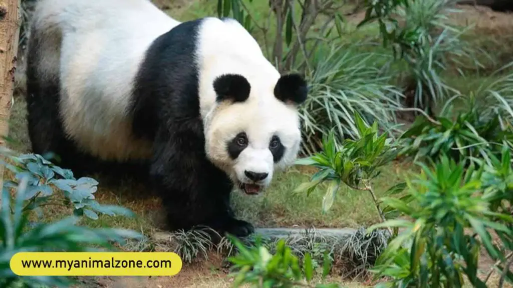 are pandas aggressive 