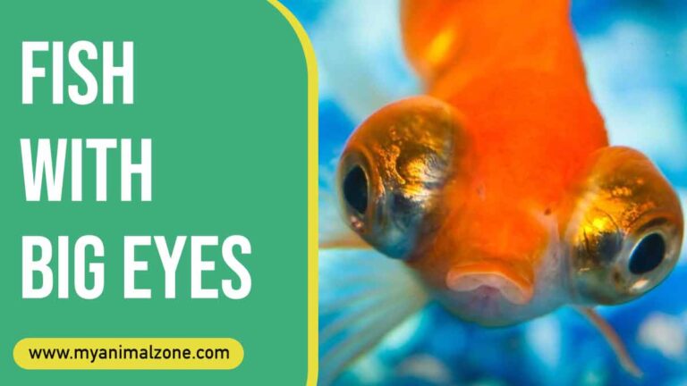 fish with big eyes