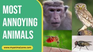 most annoying animals in the world