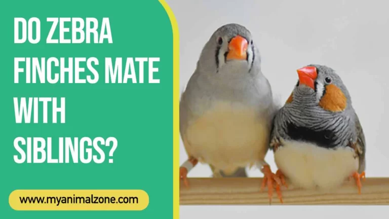 Do zebra finches mate with siblings