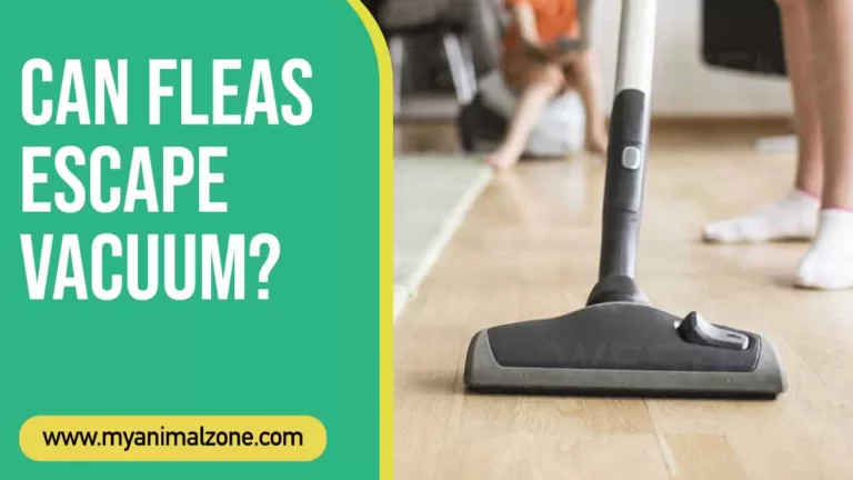 Can Fleas escape Vacuum