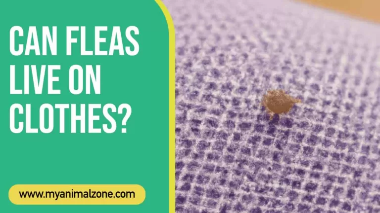 Can Fleas Live On Clothes