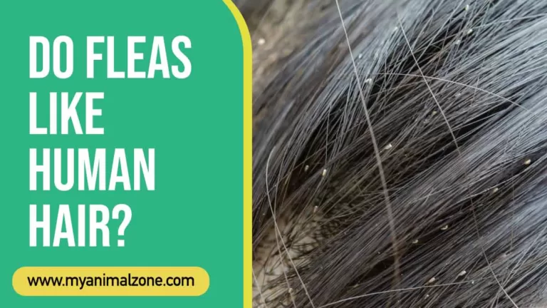 Do Fleas Like Human Hair
