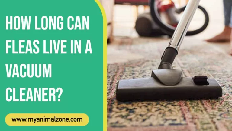 How Long Can Fleas Live In A Vacuum Cleaner