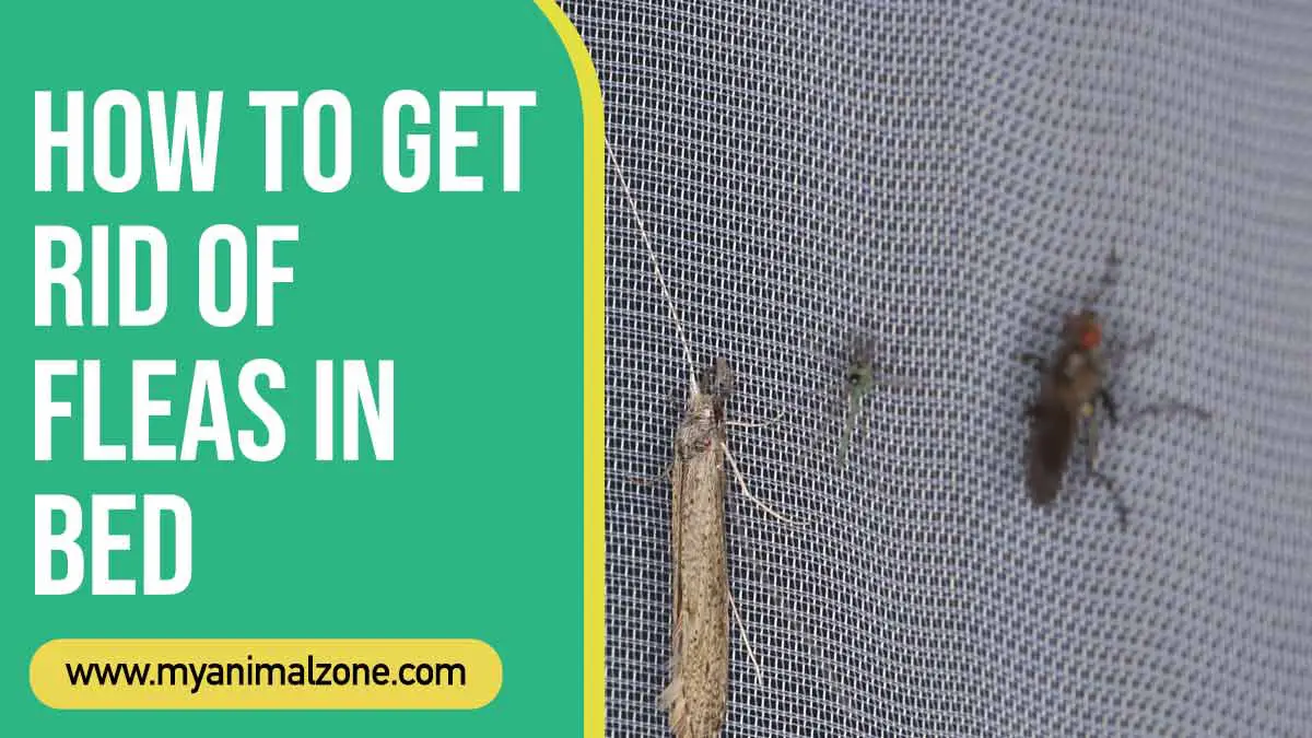 How To Get Rid Of Fleas In Bed - Tips and Tricks
