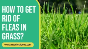 How to get rid of fleas in grass