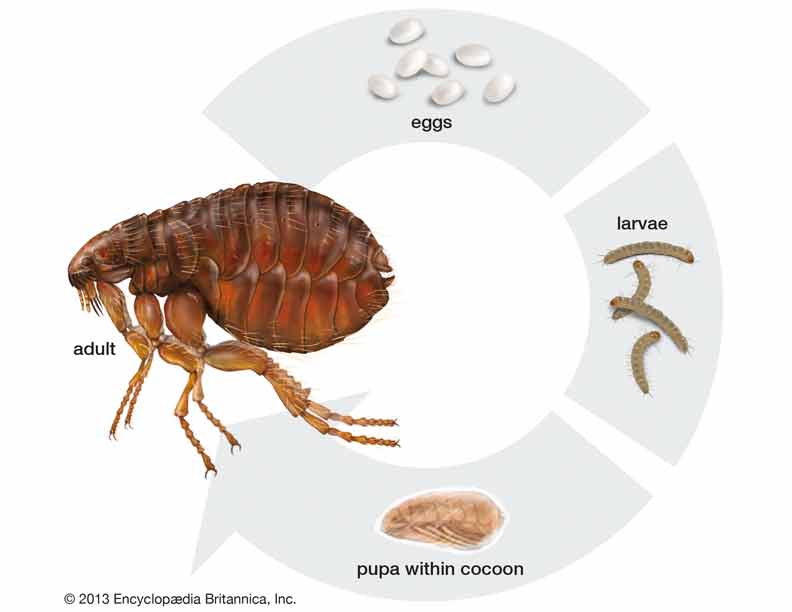 Egg Stage of flea