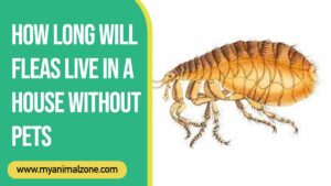 how long will fleas live in a house without pets