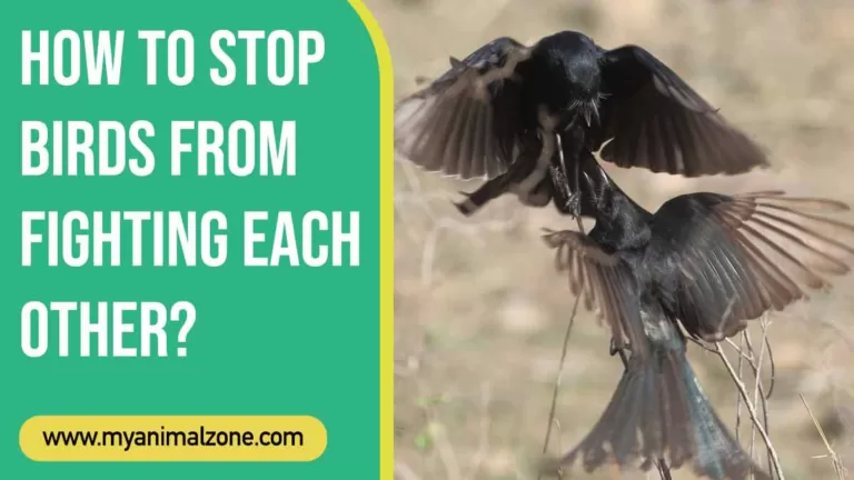 How to Stop Birds from Fighting Each Other