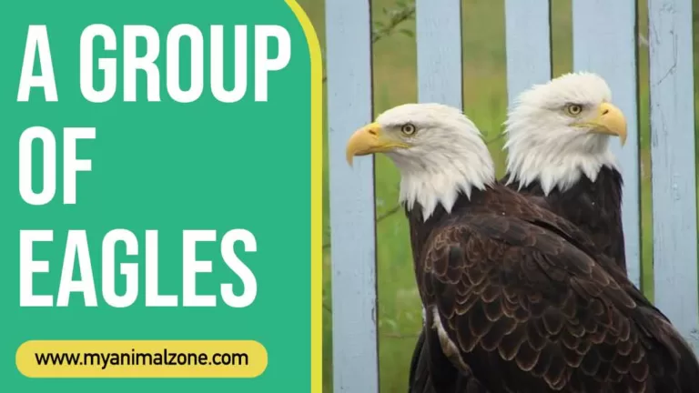 What Is A Group Of Eagles Called