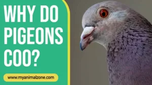Why Do Pigeons Coo