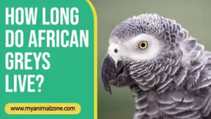 How Long Do African Greys Live