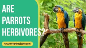 Are Parrots Herbivores