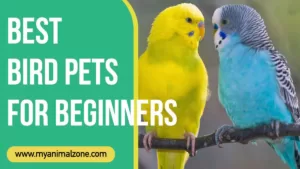Best Bird Pets for Beginners