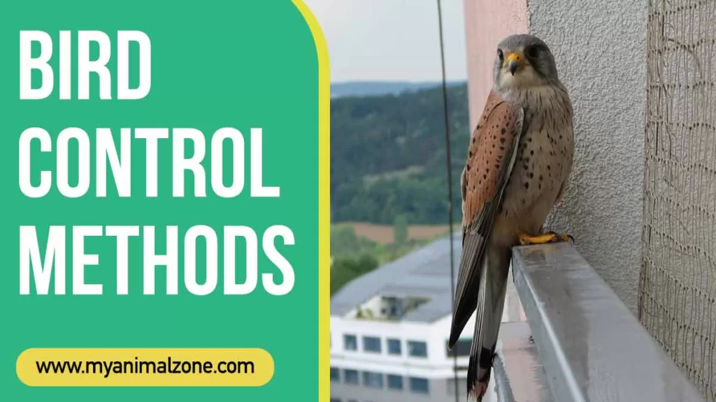 Bird Control Methods