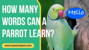 How Many Words Can A Parrot Learn