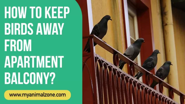 How To Keep Birds Away From Apartment Balcony