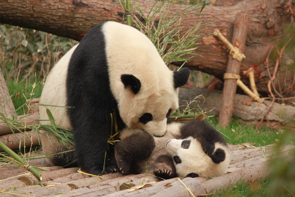 A photograph of Tai Shan, a lovable panda, bringing joy and peace to the American people.