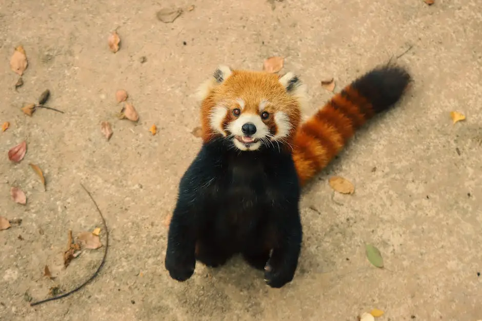Red panda in its natural habitat