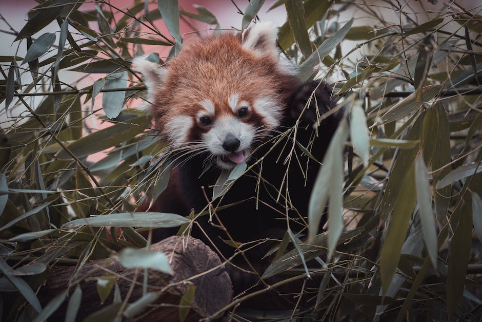 Bao Bao, an adorable giant panda cub, sitting and eating bamboo