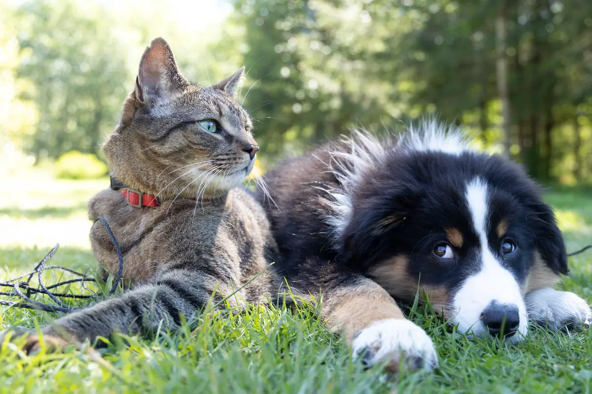An image of a dog and a cat to represent the topic of the health effects of chocolate on dogs and cats for someone who is visually impaired.
