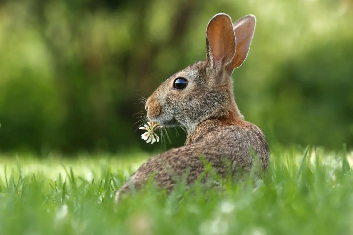 A close-up image of a rabbit eating arugula