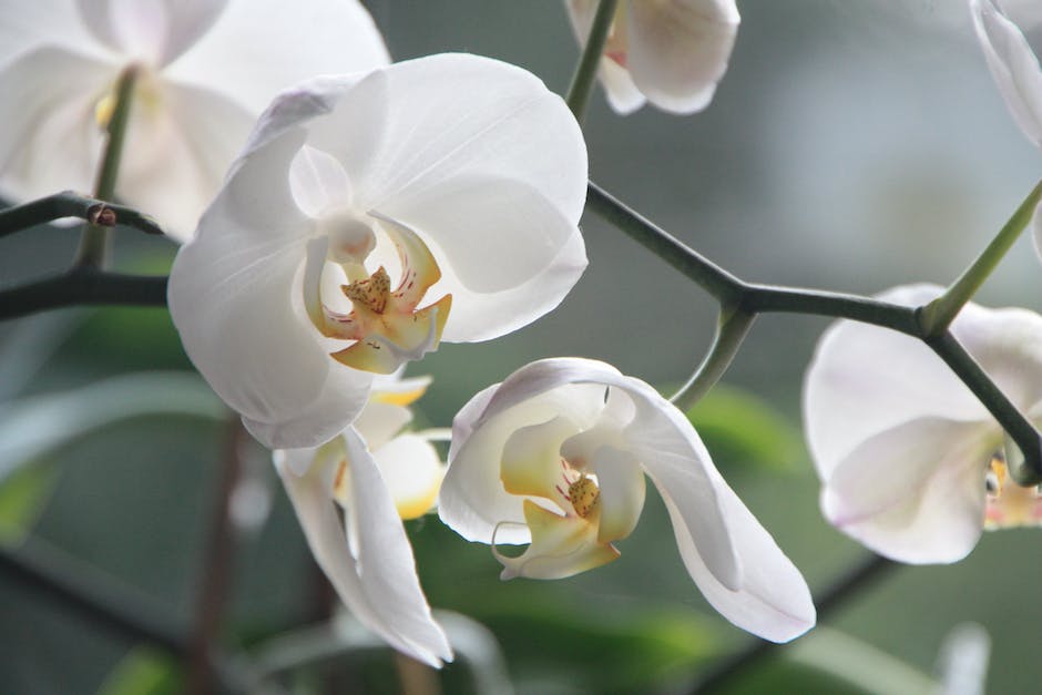 An image showcasing Mei Lan, the beautiful orchid of the panda world