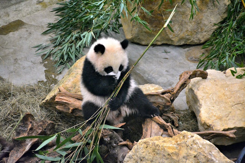 A photo of Mei Xiang, a giant panda, sitting in its habitat at the National Zoo. She is peacefully eating bamboo leaves.