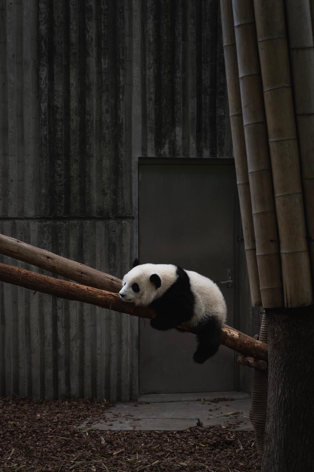 An image showing a panda eating bamboo in its natural habitat