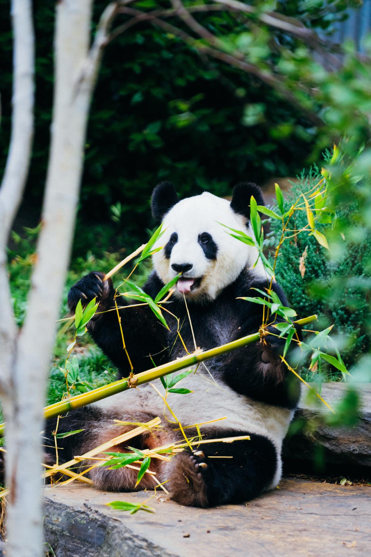 Image of a panda eating bamboo leaves