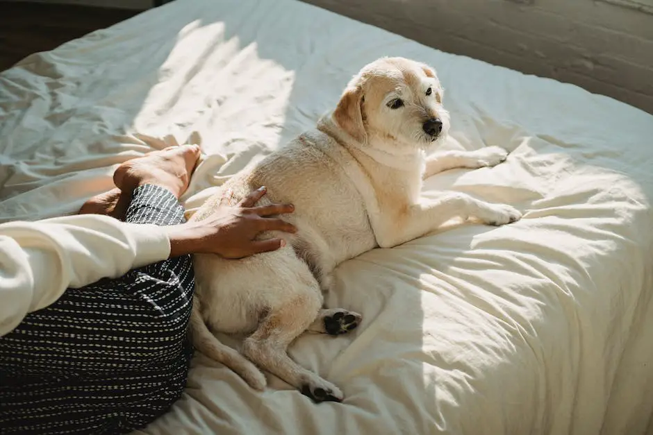 Image depicting a dog receiving comfort and physical contact from its owner