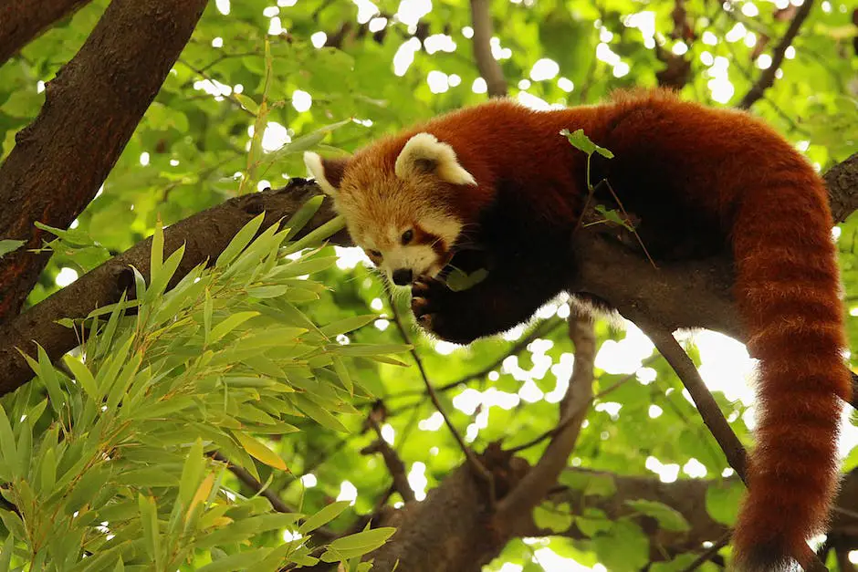 A close-up image of a red panda in a lush green forest habitat