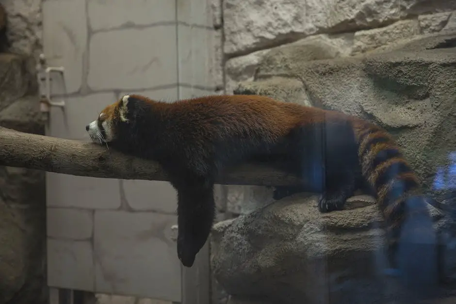 A red panda resting on a tree branch, highlighting the need for conservation efforts